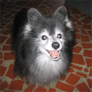 Sheeba 408 Aq