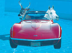 photo of a deer and a horse in a car in a swimming pool