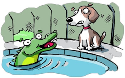 cartoon depiction of a crocodile in a pool