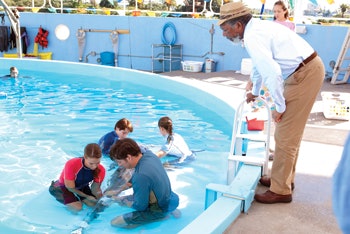 photo of people helping a dolphin in a swimming pool
