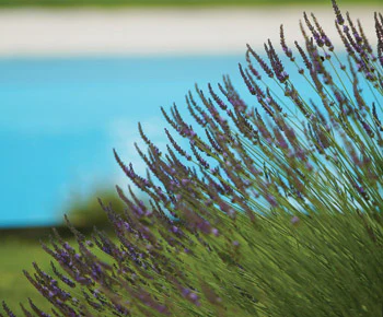 photo of flowers in front of pool