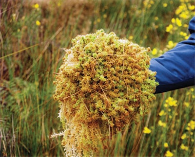 The species of sphagnum moss that acts as a sustainable alternative to pool and spa chemicals can be found in its natural state in New Zealand. (Photo courtesy Vance Fiegel, Courtesy of Creative Water Solutions)