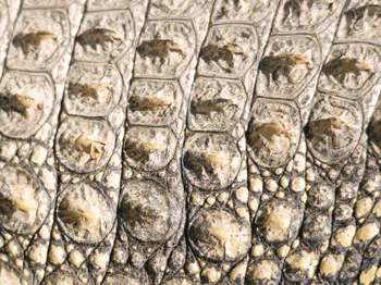 photo of crocodile skin