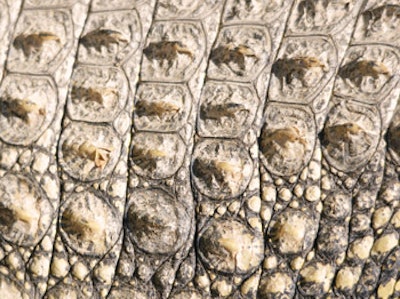 photo of crocodile skin