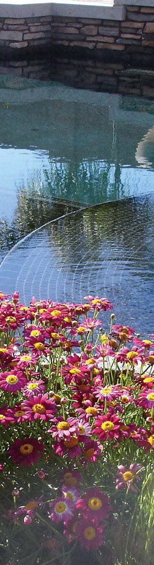 photo of pool with flowers