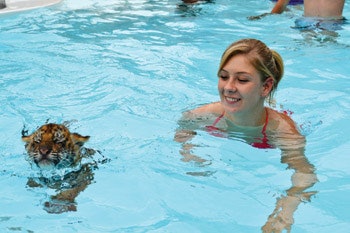 photo of woman swimming with a young tiger cub