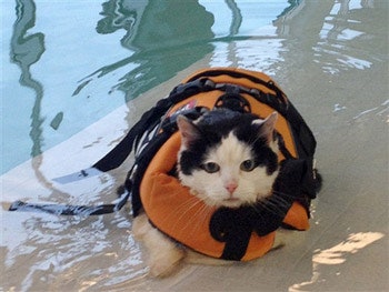 photo of cat in life vest