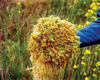 Sphagnum moss from New Zealand in its natural state before its leaves are hand-harvested, sterilized and compressed for all-natural water treatment in pools and spas. (Courtesy CWS)