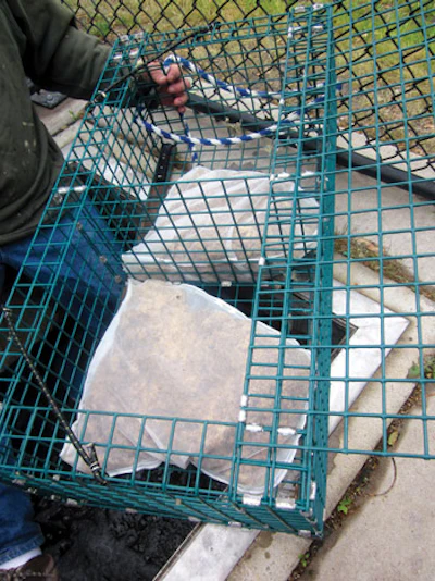 Moss-filled bags inside the contact chamber for use in pools: the bigger the pool, the more moss is required.