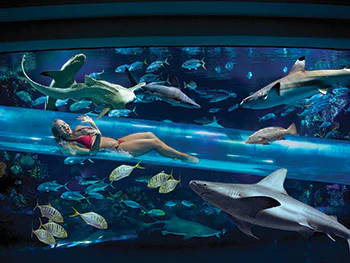 photo of swimming with sharks