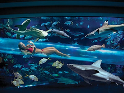 photo of swimming with sharks