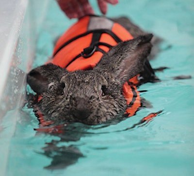 photo of a rabbit swimming wth life preserver