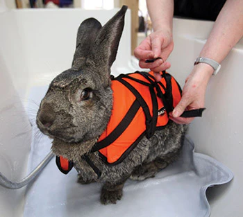 photo of a rabbit swimming wth life preserver