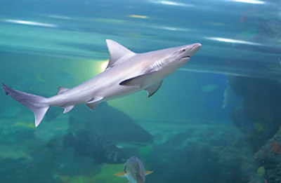 photo of shark