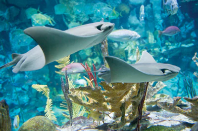 photo of sting ray