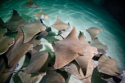 photo of sting ray