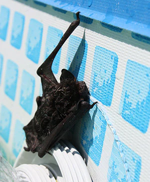 photo of a bat