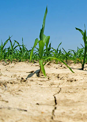 photo of a drought