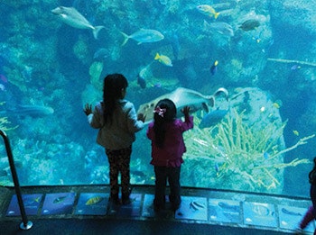 photo of little girls at an aquarium