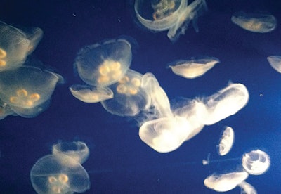 photo of jellyfish