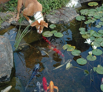photo of pond features