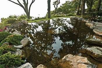 photo of pond features