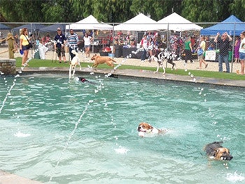 photo of a pool facility for dogs