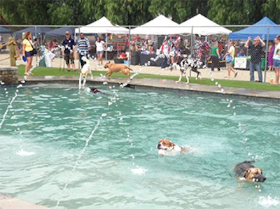 photo of a pool facility for dogs