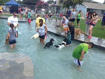 photo of a pool facility for dogs