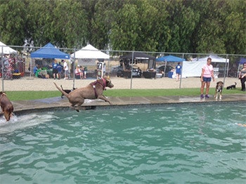 photo of a pool facility for dogs