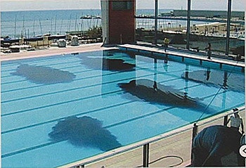 photo of a dye test in a competition pool