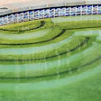 photo of a pool showing algae growth