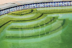 photo of a pool showing algae growth