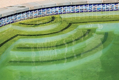 photo of a pool showing algae growth