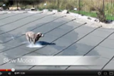 Gli Video3