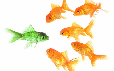 When you find your niche and brand yourself well, you'll stand out in a sea of competition.