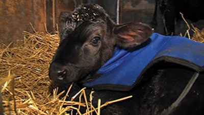 photo of calf saved by a hot tub