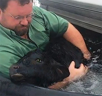 photo of a calf saved by a hot tub