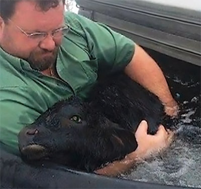 photo of a calf saved by a hot tub