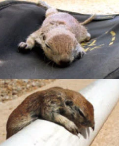 photo of a squirrel saved from drowning