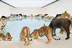 Exhibition last year at the Gallery of Modern Art, Brisbane, Australia, which included life-size animals sculpted to the proper form and covered in painted goatskin, pure white sand and a lake created by pool builder Tom Stanley.