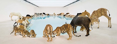 Exhibition last year at the Gallery of Modern Art, Brisbane, Australia, which included life-size animals sculpted to the proper form and covered in painted goatskin, pure white sand and a lake created by pool builder Tom Stanley.