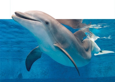 Current Systems’ Riverflow pump has been programmed to replicate an ocean current, which helps Winter (pictured) use her prosthetic tail in a natural-feeling environment.