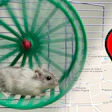 Hamsterwheel Hed