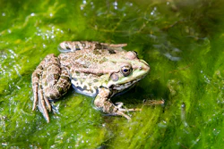 Algaefrog