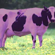 Be the purple cow.