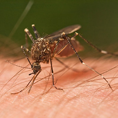 Mosquito Sm