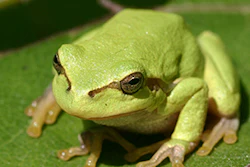 Treefrog Sq
