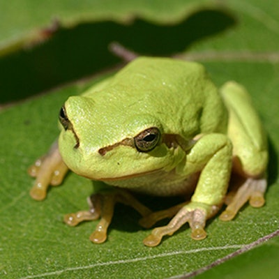 Treefrog Sq