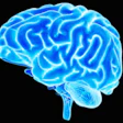 Brain